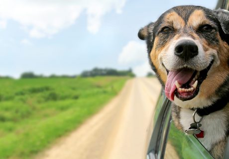 A happy German Shepherd Mix breed dog is hanging is tounge out of his mouth with his ears blowing in the wind as he sticks his head out a moving and drving car window.